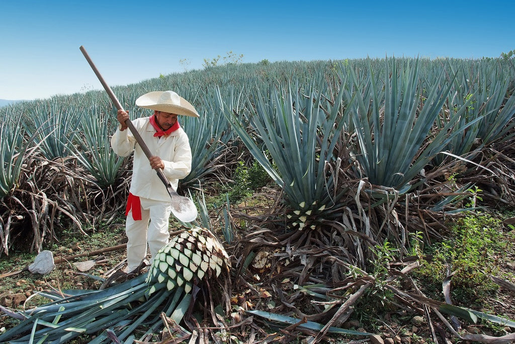What is tequila made from?
